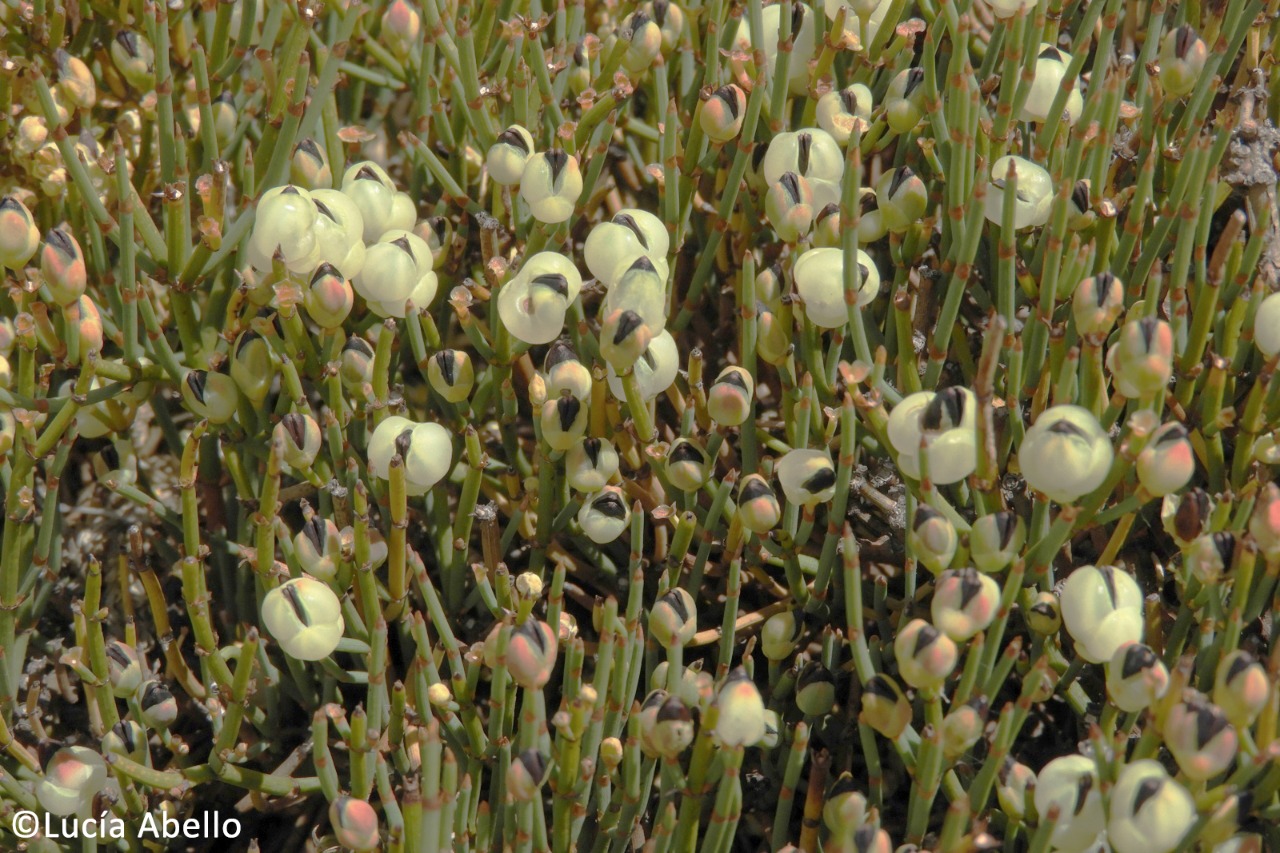 Ephedra chilensis