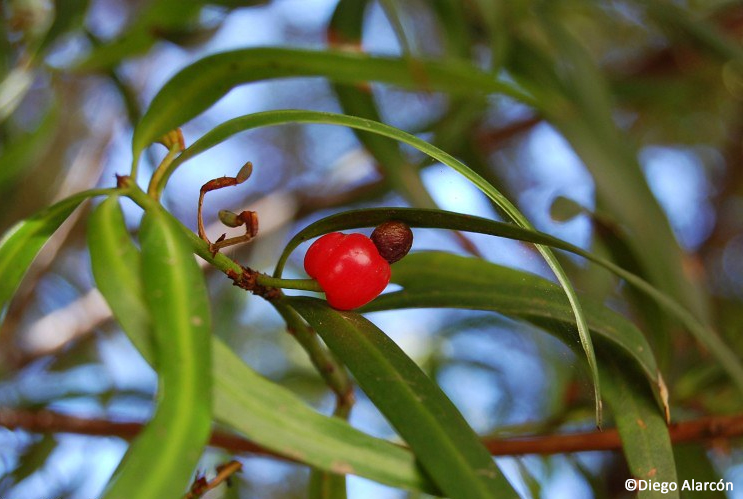 Podocarpus saligna