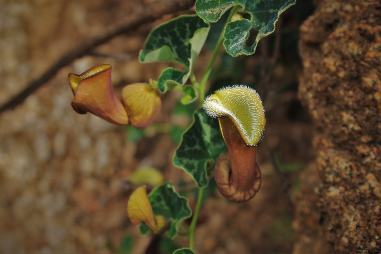 Aristolochia chilensis