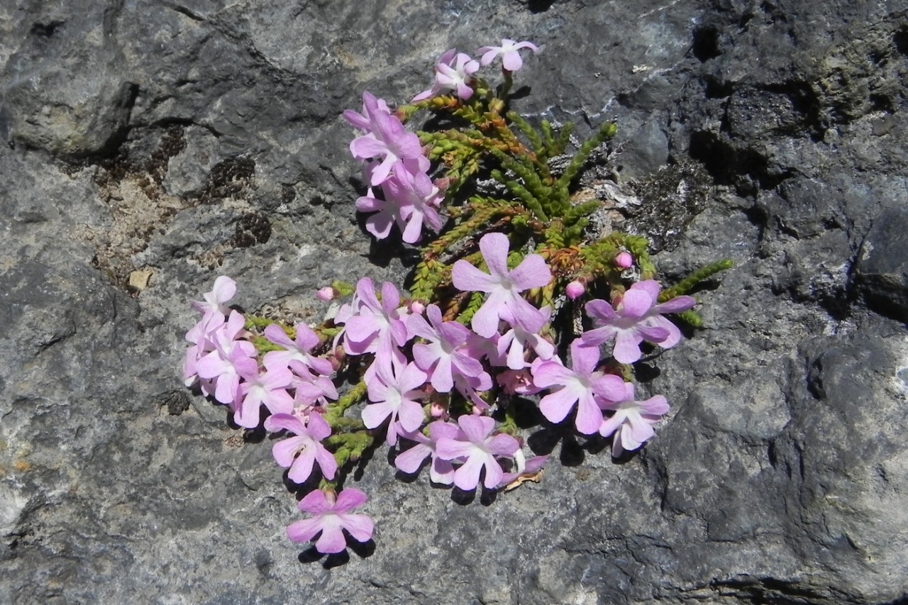 Ourisia microphylla