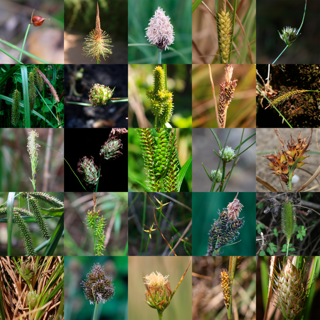 El género Carex en Chile: un vistazo a uno de los grupos más engimáticos de nuestra flora